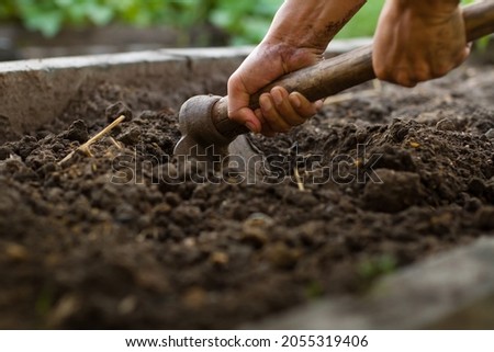 Farmer using a gardening hoe loosing a compacted soil and mix with a compost at home garden.