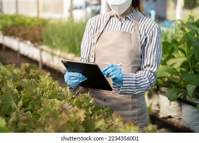 farmer using hand holding tablet and organic vegetables hydroponic in greenhouse plantation. hydroponic salad vegetable garden owner working.