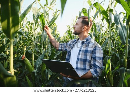 Farmer using modern technology to inspect corn plants, ensuring healthy growth and maximizing yield