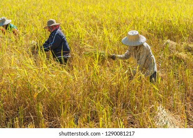 Farmer Using Sickle Harvesting Rice Field Stock Photo 1290081223 ...