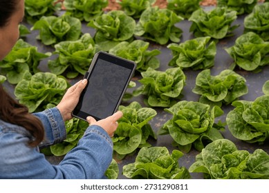 Farmer using tablet checking lettuce plants on farm