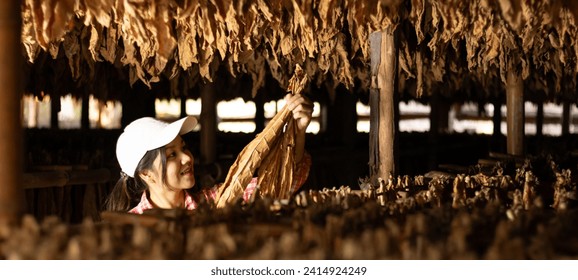 Farmer utilize the core data network in the Internet from the tablet to validate,test,and looks and controls dry tobacco leaf hanging in the dryer or barn. Young agriculturist and tobacco farming.