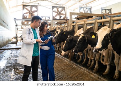 Farmer And Vet Inspecting Dairy Cattle Being Milked