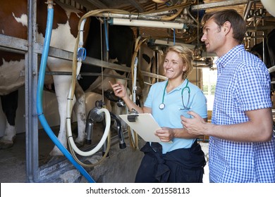 Farmer And Vet Inspecting Dairy Cattle Being Milked