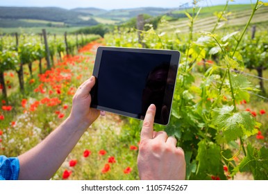 Farmer In Vineyard Holding Tablet And Using Modern Tech For Data Analysis