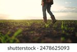 Farmer walking corn sprouts in field. agriculture a business concept. The farmers feet touch corn field. close-up of a farmers legs in lifestyle rubber boots walking through a corn field