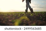 Farmer walking corn sprouts in field. agriculture a business concept. The farmers feet touch corn field. close-up of a farmers legs lifestyle in rubber boots walking through a corn field