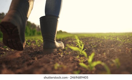 Farmer walking corn sprouts in field. agriculture a business concept. The farmers feet touch corn field. close-up of a farmers legs in rubber boots walking through a corn lifestyle field - Powered by Shutterstock