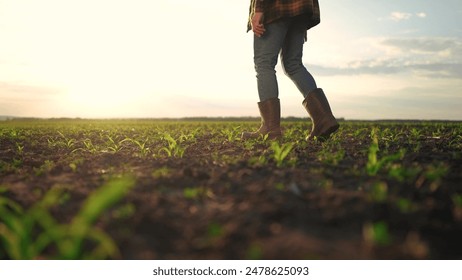 Farmer walking corn sprouts in field. agriculture a business concept. The farmers feet touch corn field. close-up of a farmers legs in lifestyle rubber boots walking through a corn field - Powered by Shutterstock