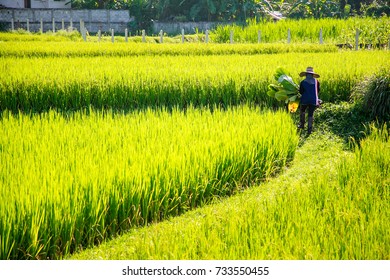 Farmer Walking Green Rice Fields Thailand Stock Photo (Edit Now) 733550455