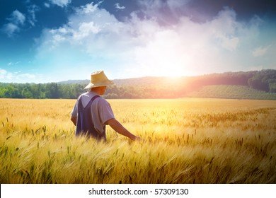 Farmer Walking Through A Golden Wheat Field