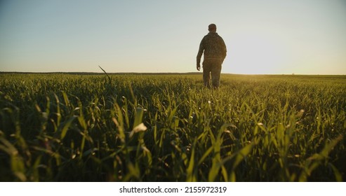  Farmer walks through a young green field during sunset. Adult man farmer walking and checks  his agriculture field. Human walking on agriculture field.   Person walks on high green grass