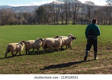 A farmer watches over his flock of woolly sheep, raised for mutton, gathering on a patch of grass in Wicklow, Republic of Ireland, during the spring.