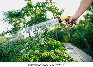 A farmer with a watering hose and a sprayer waters vegetables in the garden on a sunny summer day. Sprinkler hose for watering plants.