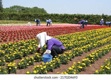 Farmer Wear Full Body Sun Protection Clothing, Working In Garden In Summer