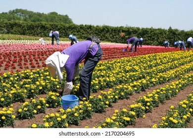 Farmer Wear Full Body Sun Protection Clothing, Working In Garden In Summer