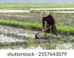 A farmer wearing a head covering called a caping, is hoeing the rice field with a traditional hoe.