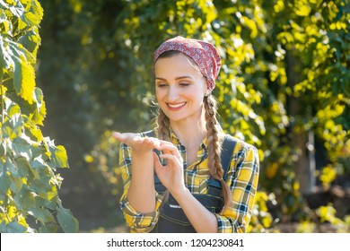 Farmer Woman Checking The Quality Of This Years Hops Harvest In  The Field