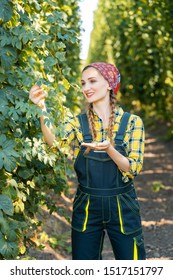 Farmer Woman Checking The Quality Of This Years Hops Harvest In The Field