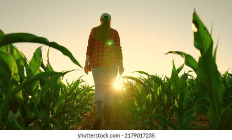 Farmer Woman With Computer Tablet In Green Corn Field. Farmer In Corn Field Works With Computer, Business Farm. Agriculture Concept. Modern Digital Technologies. Agronomist On Farm, Worker Working