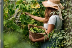 A Farmer Woman In A Cotton Apron Tears Cucumbers In A Greenhouse Into A Wicker Basket. The Concept Of Harvesting. Summer And Autumn On The Farm Are Filled With Organic Themes. Close-up.