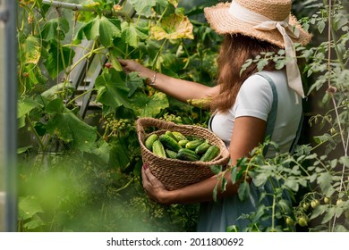 A farmer woman in a cotton apron tears cucumbers in a greenhouse into a wicker basket. The concept of harvesting. Summer and autumn on the farm are filled with organic themes. Close-up.