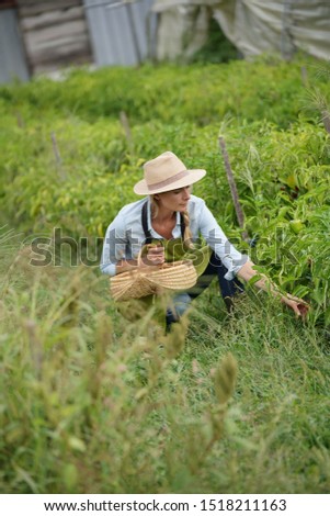Farmer woman in field picking peppers