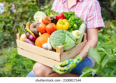 Farmer Woman In Gloves Holding Wooden Box Full Of Fresh Raw Vegetables. Basket With Vegetable In The Hands.