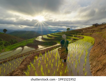 A farmer woman growing seedling rice terraces in paddy field in rural area, traditional rice planting progress. Local people lifestyle in Thailand.
