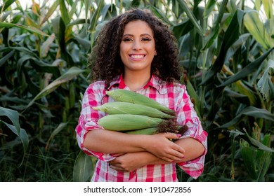 Farmer Woman Holding Corn In Hand. Farmer Harvesting Corn