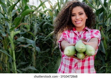 Farmer Woman Holding Corn In Hand. Farmer Harvesting Corn