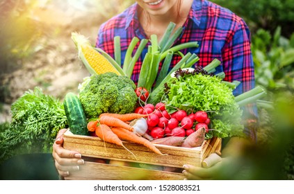 Farmer Woman Holding Wooden Box Full Of Fresh Raw Vegetables. Basket With Vegetable (cabbage, Carrots, Cucumbers, Radish, Corn, Garlic And Peppers) In The Hands. 