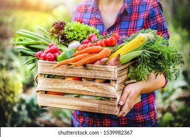 Farmer Woman Holding Wooden Box Full Of Fresh Raw Vegetables. Basket With Vegetable (cabbage, Carrots, Cucumbers, Radish, Corn, Garlic And Peppers) In The Hands. 