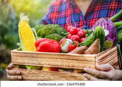 Farmer woman holding wooden box full of fresh raw vegetables. Basket with vegetable (cabbage, carrots, cucumbers, radish, corn, garlic and peppers) in the hands. 