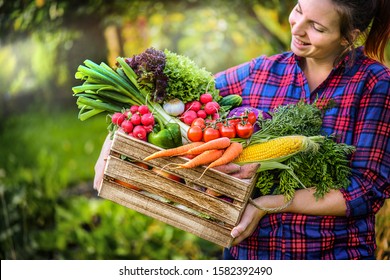Farmer woman holding wooden box full of fresh raw vegetables. Basket with vegetable (cabbage, carrots, cucumbers, radish, corn, garlic and peppers) in the hands.  - Shutterstock ID 1582392490