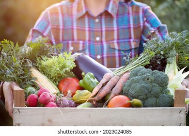 Farmer Woman Holding Wooden Box Full Of Fresh Raw Vegetables. Growing Organic Food Concept