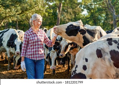 Farmer Woman On Cow Farm Around Herd