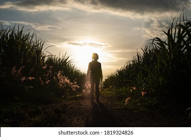 Farmer Woman Silhouette Standing In The Sugar Cane Plantation In The Background Sunset Evening