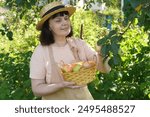 A farmer woman in a straw hat collects apples from a tree in a wicker basket. High quality photo