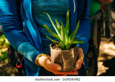 Farmer Woman Use Hand Holding Plant Aloe Vera Tree