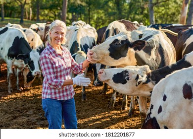 Farmer Woman Is Working On Farm With Dairy Cows