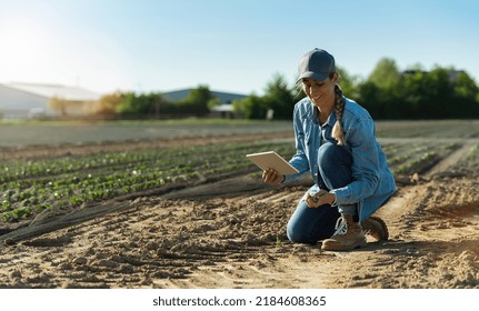 Farmer woman working with tablet on cabbage field. agronomist with tablet studying cabbage harvest growing on dry field.  Agriculture climate change concept image - Powered by Shutterstock