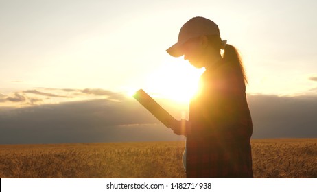 Farmer woman working with a tablet in a wheat field, in sunset light. business woman in field of planning her income. Woman agronomist with tablet studies wheat crop in field. agriculture concept.