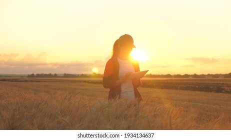 Farmer woman working in wheat field at sunset. Agronomist, farmer, business woman looks into tablet in wheat field. Modern technologists and gadgets in agriculture. Business woman working in field.