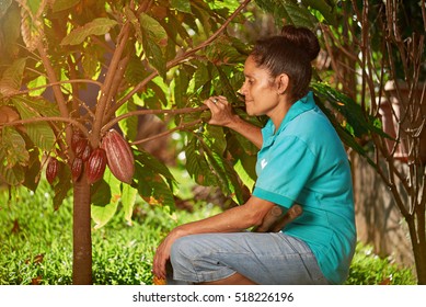 Farmer Women Checking Cocoa Pods On Plantation Tree In Latin America