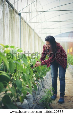 farmer women hand keeping chilli pepper plant in the garden.