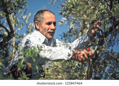 Farmer  At Work With Olive Tree