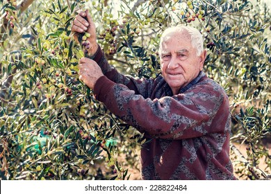 Farmer At Work With Olive Tree