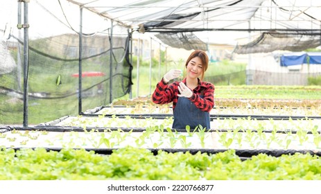 Farmer worked  doing preparing and care vegetable or nurse growth plants Hydroponic organic in greenhouse.  Asian women gardener in agriculture industry. Hydroponic agricultural system