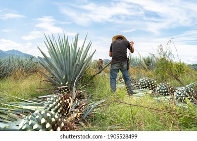 The Farmer Is Working In The Agave Field In Tequila Jalisco.